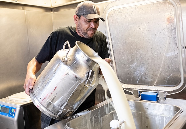 Collecting fresh milk which will eventually make Spooney's ice cream