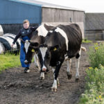 Cows that provide the milk for Spooney's famous ice cream