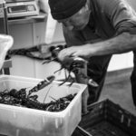 Catch of the day, Vaughan's of Lahinch, Co. Clare