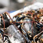 Fresh lobsters, Vaughan's of Lahinch, Co. Clare